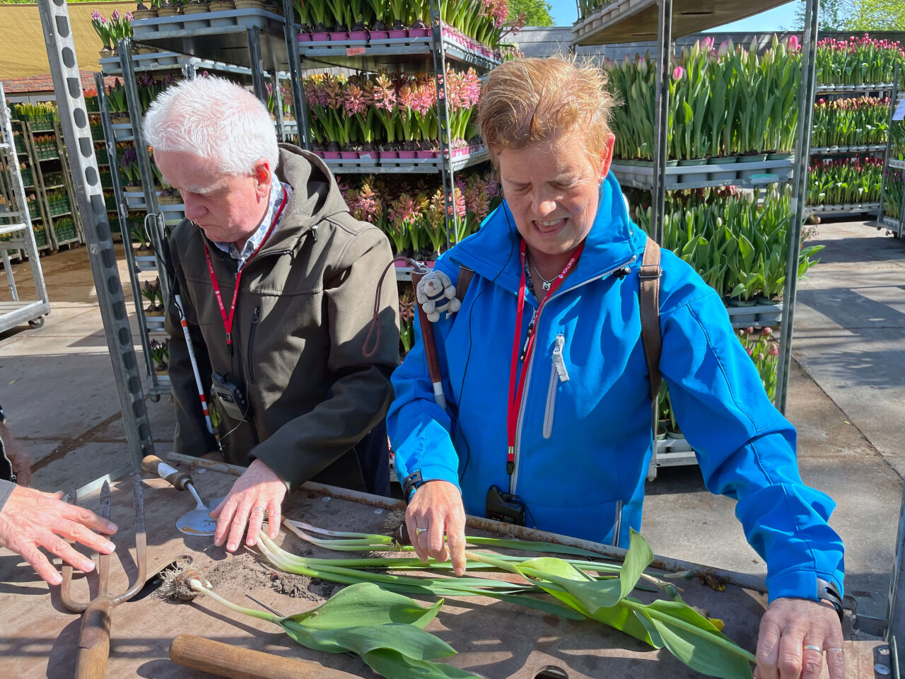Wim en Hermine Pierik voelen tulpen op de Keukenhof